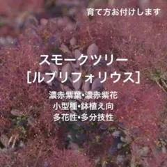 Kyokopalette様 リクエスト 2点 まとめ商品