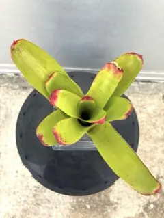 ネオレゲリア スペクタビリス Neoregelia Spectabilis ネオレゲリア スペクタビリス Neoregelia Spectabilis - メルカリ