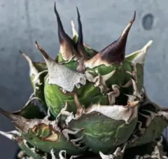 2025年最新】Agave titanota 魔丸の人気アイテム - メルカリ