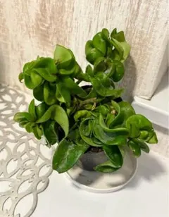 2025年最新】サクララン 苗の人気アイテム - メルカリ