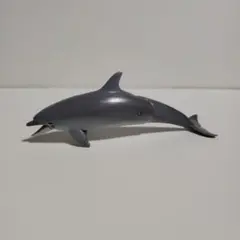 アニア　バンドウイルカ
