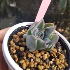 miyaさん✡️モラニー×(メキシコミニマ×ヒューミリス)✡️ミヤ苗 多肉 抜苗 miyaさん✡️モラニー×(メキシコミニマ×ヒューミリス)✡️ミヤ苗