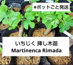 2026年最新】イチジク穂木の人気アイテム - メルカリ
