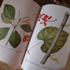 A994 インドの薬用植物 ジャンクジャーナルに使える！紙物 ボタニカル 雑記帳