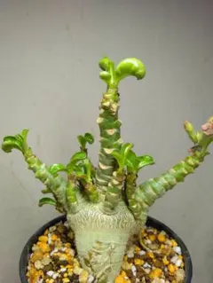 2025年最新】アデニウム ドーセットホーンの人気アイテム - メルカリ