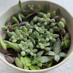 多肉植物　姫秀麗　ルビーネックレス　寄せ植え