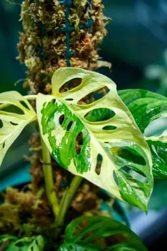 マドカズラ 斑入り A25 【Monstera モンステラ アダンソニー】のサムネイル