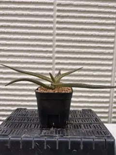 【抜き苗】アロエ バオンベ 実生苗 Aloe vaombe