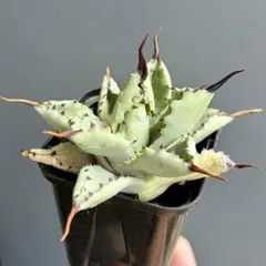 Agave / 八荒雷神のサムネイル