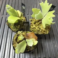 ビカクシダ3種　②のサムネイル