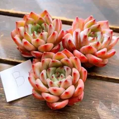 アメイジンググレイス×ソクヨン(B) 3苗セット　韓国苗　カット苗　寄せ植えに