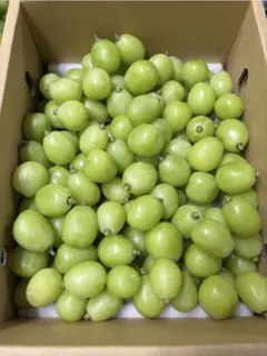 朝取り シャインマスカット 粒売り 5kg 大粒 - メルカリ