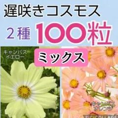 ❤ミックス❤遅咲き【100粒】コスモス２種各50粒◇キャンパスオレンジ＆イエローのサムネイル
