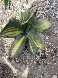 2026年最新】アガベ フェロックス錦の人気アイテム - メルカリ