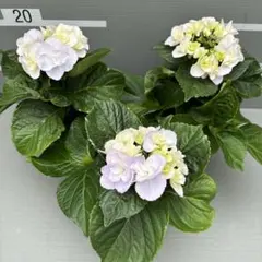 もり子❤(ӦｖӦ。)プロフィール必読様 リクエスト 2点 まとめ商品