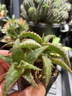 しもしん様 リクエスト 2点 まとめ商品