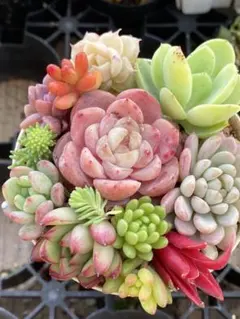 多肉植物カット苗寄せ植えセット