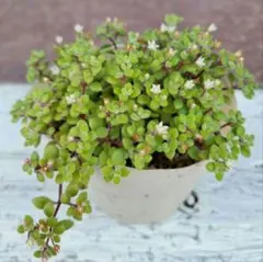 ブロウメアナ 多肉植物 セダム