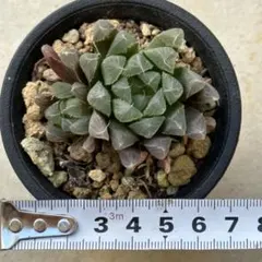 多肉植物　ハオルチア　オブツーサ 　2.5号　C