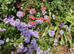 ムーミン様 リクエスト 2点 まとめ商品