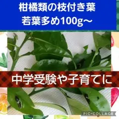 [중학교 입시] 과학 표준점수 올리세요!가지가 있는 감귤잎 ★ 도쿄에서 출발하는 메르카리 서비스