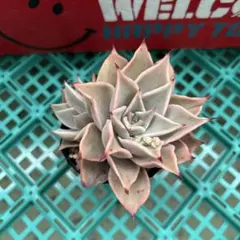 多肉植物 マディバ