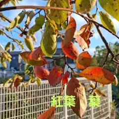 2025年最新】もみじの木の人気アイテム - メルカリ 