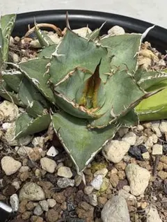 現地OaxacaOteroi山採れ種子 60粒 - メルカリ