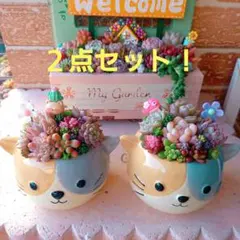 ❤️多肉植物❤️そのまま飾れる寄せ植え❤️２点セット❤️