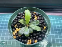即購入OK‼️ブセファランドラ spムコックブラック - メルカリ