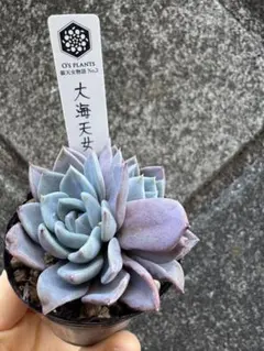 むぎ様 リクエスト 2点 まとめ商品