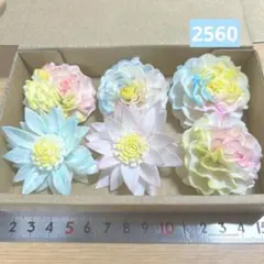 ソラフラワー　2560