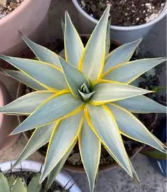 2025年最新】アガベ高級株の人気アイテム - メルカリ