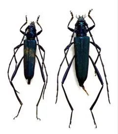 2026年最新】カミキリ 昆虫標本の人気アイテム - メルカリ