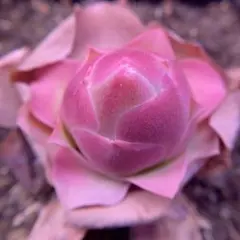 あ*ー様 SALE ❣️多肉植物　グリーノビア　パルマ　1株