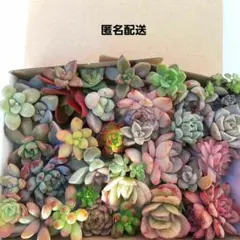 多肉植物 カット苗 詰め合わせ 【66】
