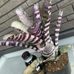 1091様 リクエスト 3点 まとめ商品