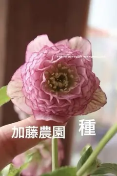 ♡加藤農園♡ ピンクミストぼかし 種4粒 - メルカリ