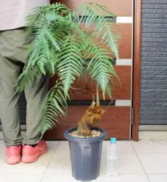 ヒリュウシダ 飛龍羊歯 観葉植物 根茎 ヒリュウシダ 飛龍羊歯 観葉植物 根茎 - メルカリ