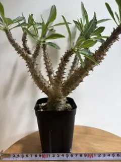 パキポディウム マカイエンセ 塊根植物 コーデックス - メルカリ