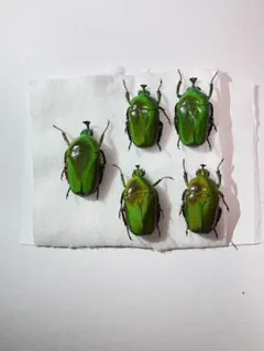 カナブン　甲虫　水彩画 カナブン 甲虫 水彩画 カナブン・コガネムシ・昆虫】水彩色鉛筆