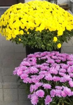 ざる菊の苗 12本のサムネイル