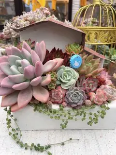 多肉植物そのまま飾れる寄せ植え