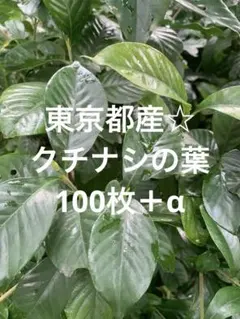 東京都産☆クチナシの葉 100枚＋αのサムネイル