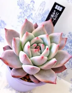 2025年最新】中里リンゼアナの人気アイテム - メルカリ