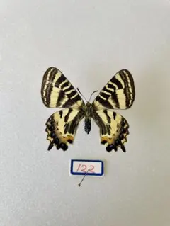 2025年最新】ギフチョウ標本の人気アイテム - メルカリ