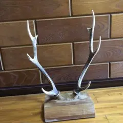 鹿角 置物