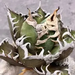 2025年最新】アガベ レッドキャットウィーズルの人気アイテム