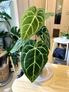 Q504 Anthurium regale アンスリウム レガレ - メルカリ