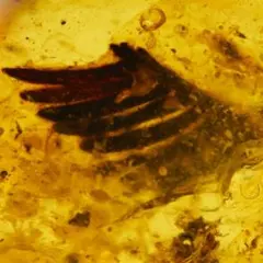 2026年最新】虫入り 琥珀の人気アイテム - メルカリ